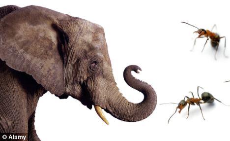 Cerita Dongeng Binatang Fabel Semut Dan Gajah